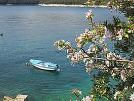 引導,海,蘋果花