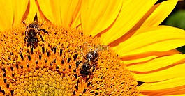 太陽花,蜜蜂,夏季