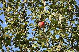 蘋(píng)果,蘋(píng)果樹(shù),紅色