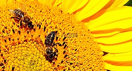 太陽花,蜜蜂,夏季