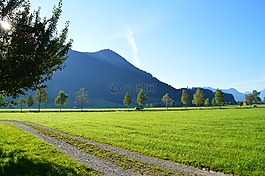 日出,草地,農(nóng)業(yè)
