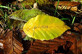 葉子,秋季,豐富多彩
