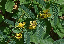 chamaecrista fasciculata,鷓鴣豌豆,野花