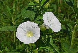牽?；?野花,花