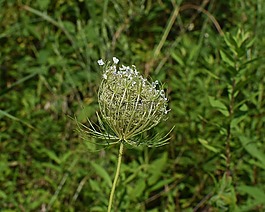 乳草花開,野花,花