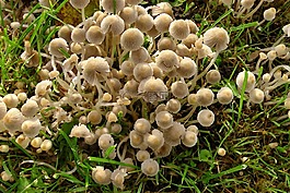 蘑菇,草地,草
