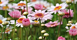 玛格丽特,树的雏菊,花