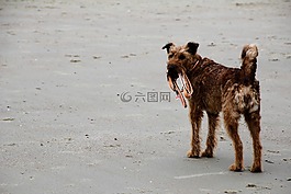 狗,海灘,皮帶