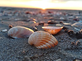 外殼,海,貝殼