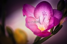 fresie,花,开花