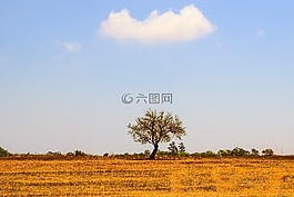 樹,草甸,景觀
