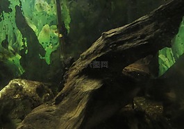魚(yú),池,水