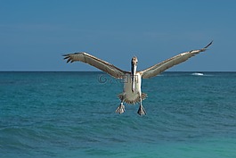 海,海洋,鳥