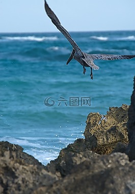 海,海洋,鳥(niǎo)