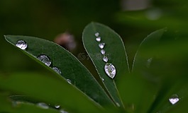 滴,水,清除