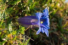 龙胆,野花,干松龙胆