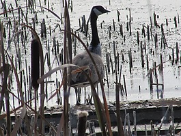 鳥,鵝,自然