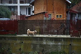 狗,國(guó)家,農(nóng)村