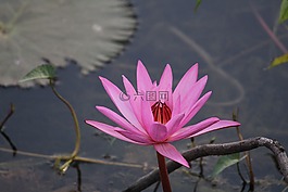花,蓮花,粉紅色