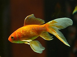 veiltail,鱼,金鱼
