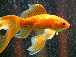 veiltail,鱼,金鱼