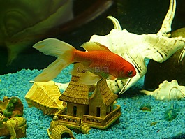 veiltail,鱼,金鱼
