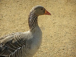 鵝,農(nóng)場,鳥