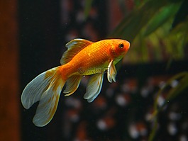 veiltail,鱼,金鱼