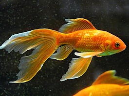 veiltail,鱼,金鱼