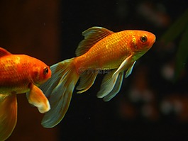 veiltail,鱼,金鱼
