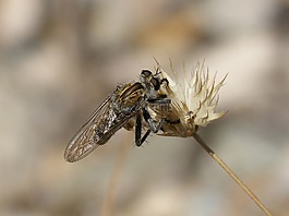 昆蟲(chóng),蚊子,詳細(xì)