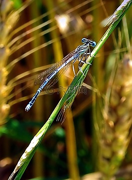 蜻蜓,動物,昆蟲