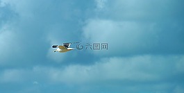 海鷗,鳥,飛