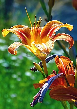 百合,花,橙