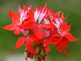天竺葵,花卉,紅色