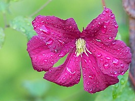 鐵線蓮,雨滴,綠色
