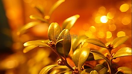 性質(zhì),植物,樹枝