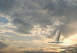 鳥,鳥飛,野生動物