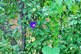 牵牛花花,花,小号
