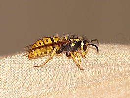 大黃蜂,黃蜂,昆蟲