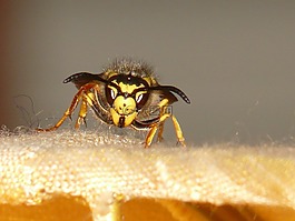 大黃蜂,黃蜂,昆蟲