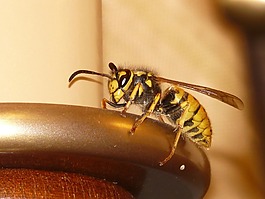 大黃蜂,黃蜂,昆蟲