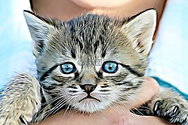 動物,貓,小貓