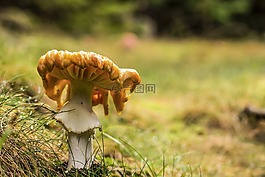 蘑菇,傘菌,性質(zhì)