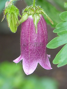 花卉,紫色,植物