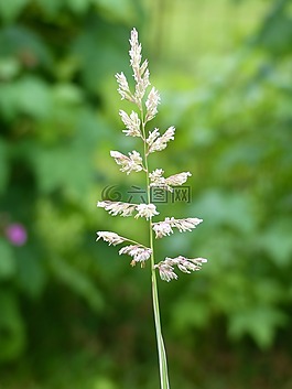 草的,植物,綠色
