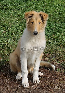 牧羊犬,狗,農(nóng)場