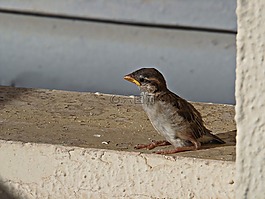 麻雀,鳥,小小鳥