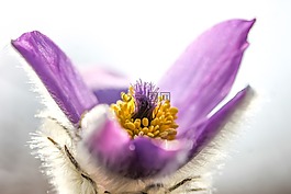 白頭翁巨桉,銀蓮花,花卉