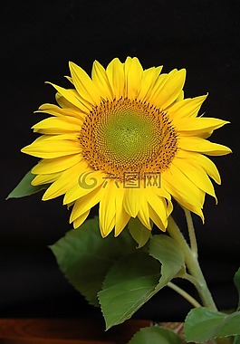 太陽花,開花,黃色